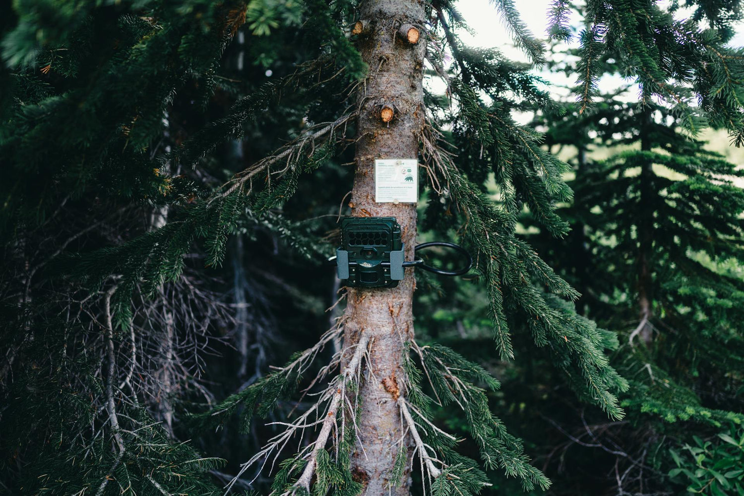 Trail Cams